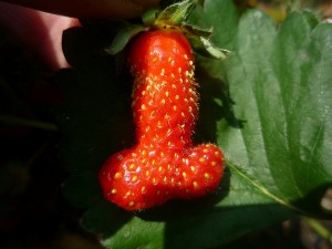 best_phone_sex_niteflirt_strawberry